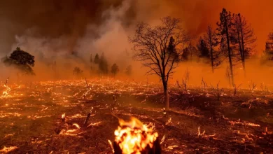 Photo of Урал: Большой пожар в лесу