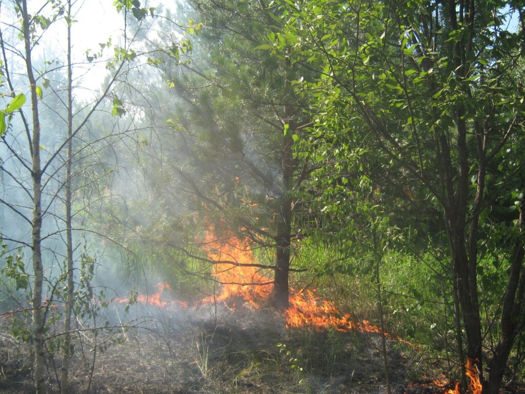 Фото 47 — Урал: Большой пожар в лесу