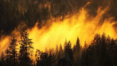 Photo of Урал: Большой пожар в лесу