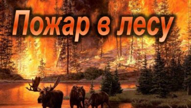 Photo of Урал: Большой пожар в лесу